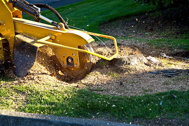 Best Tree Mulching  in Powers Lake, WI